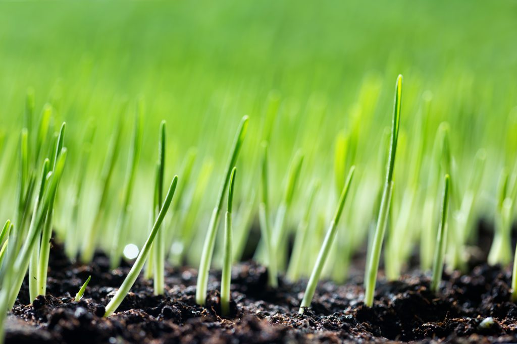 sustainability-1 A photo of some of green shots breaking out from the soil