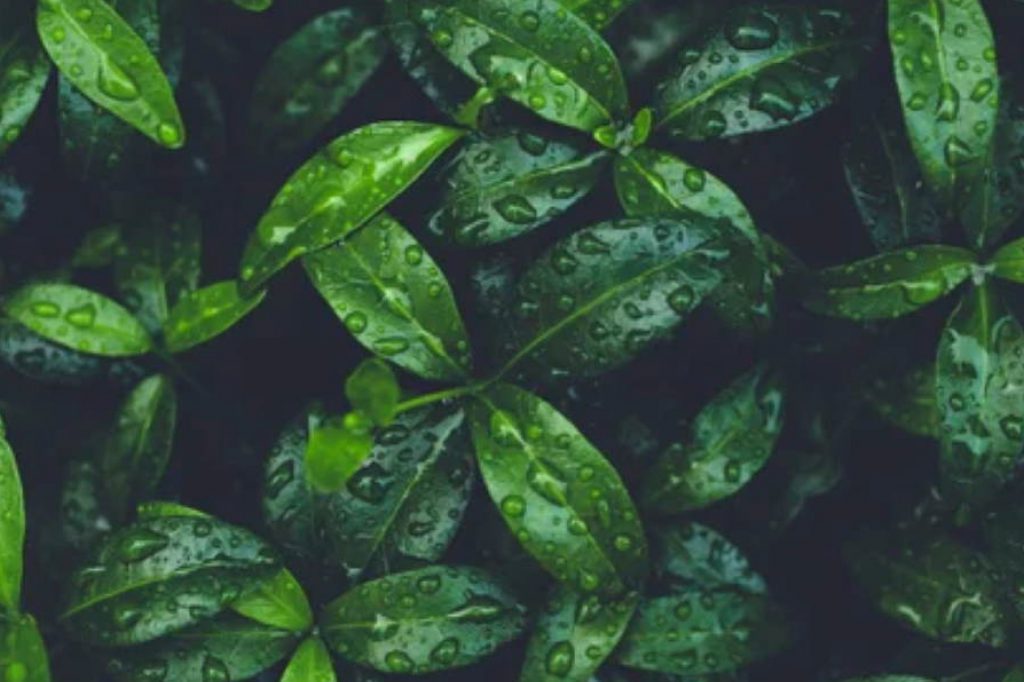 Sustainability-image-2 A close-up photo of green leaves with water droplets on them.