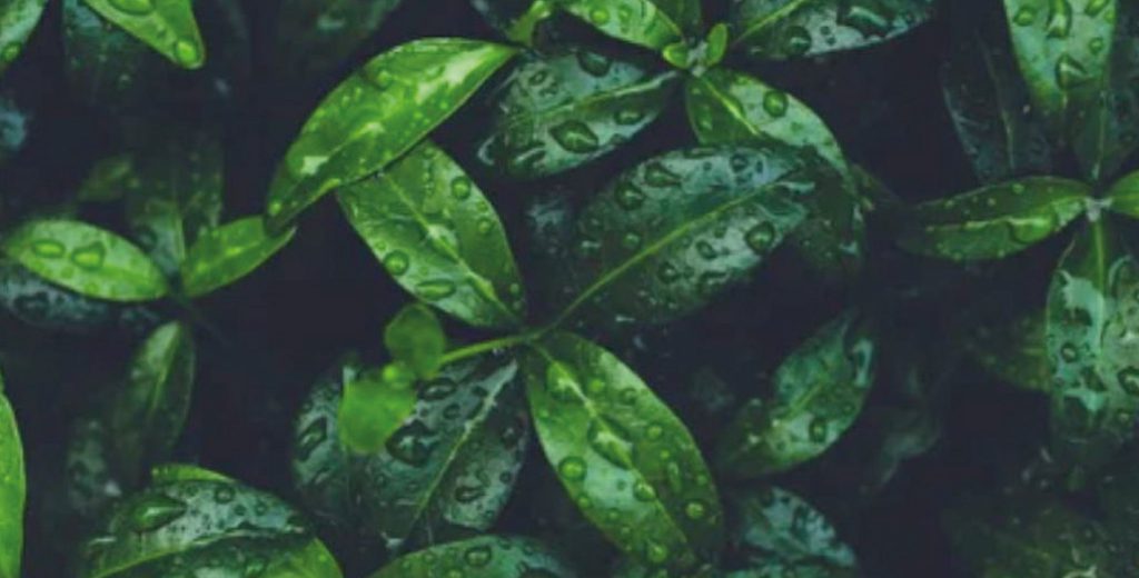 Sustainability-image-2-1024x520 A close-up photo of green leaves with water droplets on them.