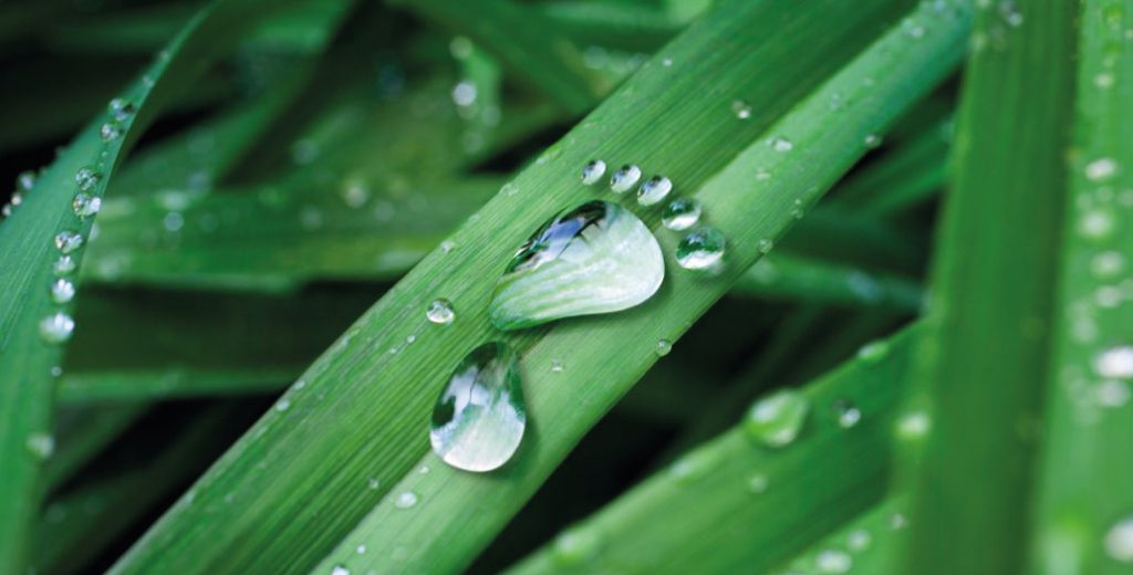 carbon-procurri-1024x520 A close up photo of a blade of grass with water droplets on.